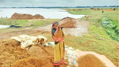 হাওরে ত্রিমুখী সংকট: কাচইরা বছরে তলিয়ে যাচ্ছে ফসল, প্রয়োজন সমন্বিত পদক্ষেপ