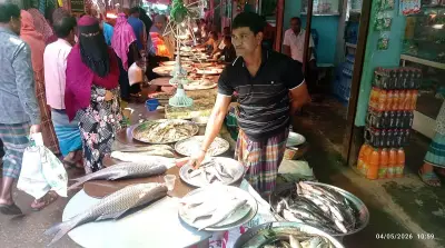 মেঘনায় ইলিশ কম, বাজারে দাম চার গুণ বেশি