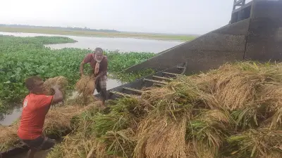 হবিগঞ্জের হাওরে টানা বৃষ্টিতে ধান পচে যাচ্ছে, কৃষকেরা বিপাকে
