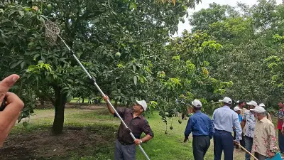 সাতক্ষীরায় উৎসবমুখর পরিবেশে স্থানীয় জাতের আম পাড়া শুরু