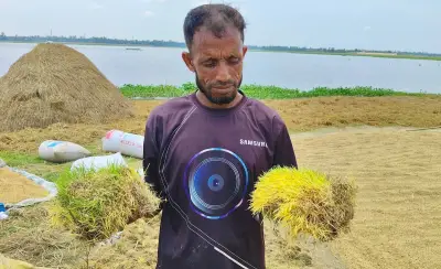 কিশোরগঞ্জে ধানের চারা গজিয়ে কৃষকের ক্ষতির শঙ্কা