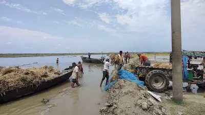 চাঁপাইনবাবগঞ্জে পানিতে তলিয়ে যাওয়া ধান উদ্ধারে হিমশিম খাচ্ছেন কৃষক