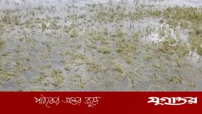 কিশোরগঞ্জের হাওড়ে ২৫৯ কোটি টাকার ফসল নষ্ট, ৫০ হাজার কৃষক ক্ষতিগ্রস্ত