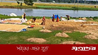 নেত্রকোনায় ঝলমলে রোদে স্বস্তি, পচা ধান শুকাতে ব্যস্ত কৃষক