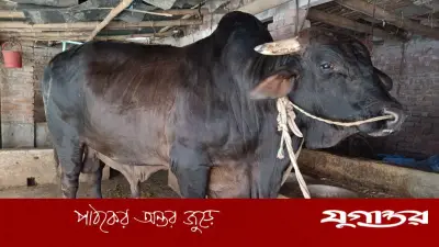নওগাঁয় ৪০ মণের ‘সোনা-মানিক’, দাম ১২ লাখ টাকা