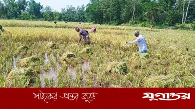 জোঁকের আক্রমণে ধান কাটতে পারছেন না মীরসরাইয়ের কৃষকরা