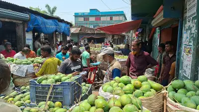 সাতক্ষীরার বাজারে আমের সরবরাহ বেড়েছে, দাম কমায় চাষিরা দুশ্চিন্তায়