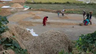 হাওরে ফসল তলিয়ে কৃষকের হাহাকার, নীরব লড়াই