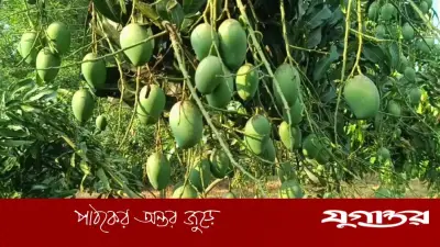 নওগাঁয় ২২ মে থেকে আম সংগ্রহ শুরু, ৩ হাজার কোটি টাকার বাণিজ্যের সম্ভাবনা