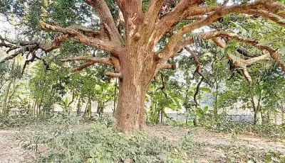 যশোরে শতবর্ষী আমগাছ, বয়স নিয়ে নানা মত