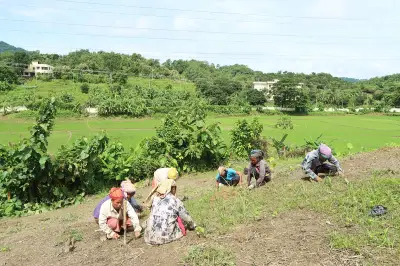 জুমচাষের কঠোর পরিশ্রম ও স্বপ্নের গল্প