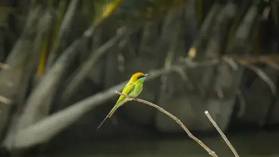 সুইচোরা পাখি থেকে নার্স দিবস: একঝলকে বাংলাদেশের নানা দৃশ্য