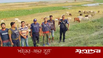 পদ্মার চরে ছিনতাই হওয়া ১৭৬ গরু উদ্ধার, পুলিশের অভিযান অব্যাহত