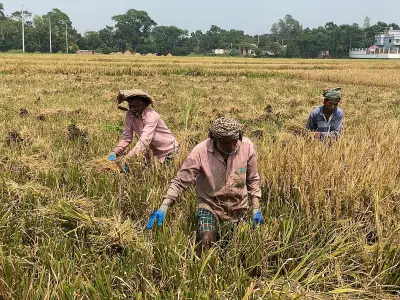 বৃষ্টিতে হাঁটুপানি জমে ধান কাটতে হিমশিম খাচ্ছেন কৃষকেরা