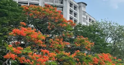 জগন্নাথ বিশ্ববিদ্যালয় ক্যাম্পাসে রক্তিম কৃষ্ণচূড়ার সমারোহ