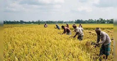 খুলনা অঞ্চলে বোরো ধান কাটা জোরকদমে, আবহাওয়ার চ্যালেঞ্জ মোকাবিলা