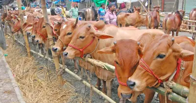ঈদুল আজহায় ঐতিহ্যের জয়: অনলাইনের চেয়ে হাটেই বেশি আস্থা ক্রেতাদের