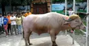 গোলাপি মহিষ 'ডোনাল্ড ট্রাম্প' নারায়ণগঞ্জে কোরবানির হাটে সাড়া ফেলেছে