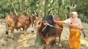 সন্তানের মতো যত্নে বড় করা ১৩০০ কেজির ষাঁড় ‘মোস্তাক’, দাম ২০ লাখ