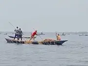 সুনামগঞ্জে ডুবে যাওয়া ধান কেটে নিচ্ছে দুর্বৃত্তরা, পুলিশি তৎপরতা