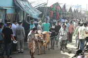 সাত বছরের মধ্যে এবার পশুর হাট ইজারায় সর্বনিম্ন আয় চট্টগ্রাম সিটির