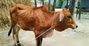 চাঁদপুরে লাম্পি স্কিনে শতাধিক গরুর মৃত্যু, খামারিরা আতঙ্কিত
