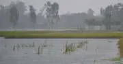 কুড়িগ্রামে রেকর্ড বৃষ্টি, বোরো ধান নিয়ে কৃষকদের দুশ্চিন্তা