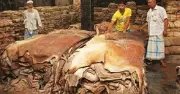 ঈদুল আজহায় কোরবানির চামড়ার দাম বাড়াল সরকার
