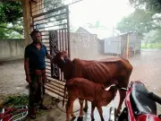 বাগমারায় চুরি হওয়া বাছুর প্রকৃত মালিকের কাছে হস্তান্তর