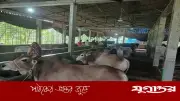রংপুরের খামারে কুরবানির জন্য ৮০ গরু প্রস্তুত, কেজি ৫০০ টাকা