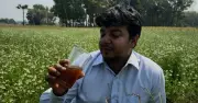 সীমান্ত হত্যা: তারেক রহমানের কঠোর হুঁশিয়ারি বিএসএফকে