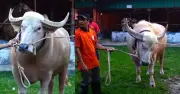 নেতানিয়াহুর মতো দুষ্টু মহিষ নারায়ণগঞ্জে, দেখতে ভিড়