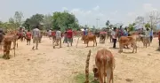 ঈদুল আজহাকে সামনে রেখে বাঘাইছড়ির হাটে মলম পার্টির তৎপরতা