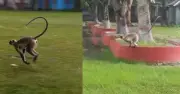 পাবনার বেড়ায় লোকালয়ে হনুমানের দেখা মিলেছে