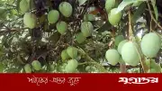 হাঁড়িভাঙা আমে ২৫০ কোটি টাকা বাণিজ্যের সম্ভাবনা