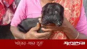 রংপুরের তারাগঞ্জে দুই মাথা ও চার চোখের ছাগলছানা প্রসব