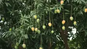 কাঁচা থেকে পাকা আম: রসায়নের জাদুতে কীভাবে বদলে যায়?