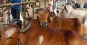 পশু জবাই নিয়ন্ত্রণে কঠোর অবস্থান বিজেপি সরকারের