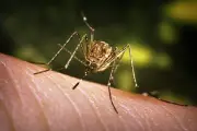 জাপানিজ এনসেফালাইটিস: বাংলাদেশে ঝুঁকি ও প্রতিরোধের উপায়