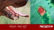 নীরব ঘাতক র্যাবিস থেকে বাঁচবেন যেভাবে: বিশেষজ্ঞের পরামর্শ