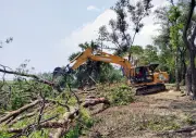 পটুয়াখালীতে বেড়িবাঁধ সংস্কারে ৭০০ গাছ উজাড়, বন বিভাগ-পাউবোতে বাগবিতণ্ডা
