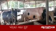 চাঁদপুরের ‘রাজাবাবু’ ও ‘হামানকর্দ্দির কিং’ দৃষ্টি কাড়ছে