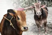 বাংলাদেশে ভিডিও কন্টেন্টের ক্রমবর্ধমান জনপ্রিয়তা