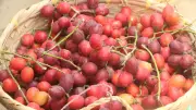 পাহাড়ের রক্তফল এখন সমতলেও, বাড়ছে চাহিদা ও চাষ