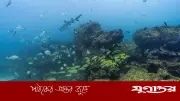 মালদ্বীপে স্কুবা ডাইভিংয়ে পাঁচ ইতালীয় পর্যটকের মৃত্যু