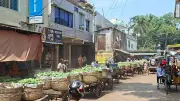 সাতক্ষীরায় শুরু হিমসাগর আম সংগ্রহ, বাজারে দাম চড়া