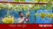 ইউটিউব দেখে ছাদে আঙুর চাষে মঈনের সাফল্য, মাসে আয় ৪০ হাজার টাকা
