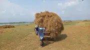 হাওরে ধান তলিয়ে গোখাদ্য সংকটে কৃষক, গরু বিক্রির চিন্তা