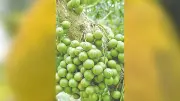 প্রকৃতি অনুসন্ধানে নরসিংদীর মরজাল ভ্রমণ