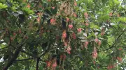 হিজল ফুলে ভরে উঠেছে মৌলভীবাজার, গ্রীষ্মে গোলাপি সৌন্দর্য